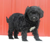 Mini Aussiedoodle For Sale Holmesville OH Female-Miranda