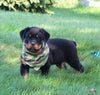 AKC Registered Rottweiler For Sale Sugarcreek OH Male-Theo
