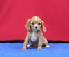 AKC Registered Cavalier KCS For Sale Millersburg OH Female-Hazel