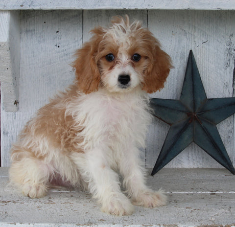 Cavapoo For Sale Millersburg OH Female-Hazel
