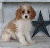 Cavapoo For Sale Millersburg OH Female-Hazel
