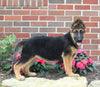 AKC German Shepherd For Sale Millersburg. OH Female-Bonnie