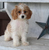 Cavapoo For Sale Millersburg OH Female-Hazel