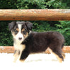 ABCA Registered Border Collie For Sale Warsaw OH Female-Lexy