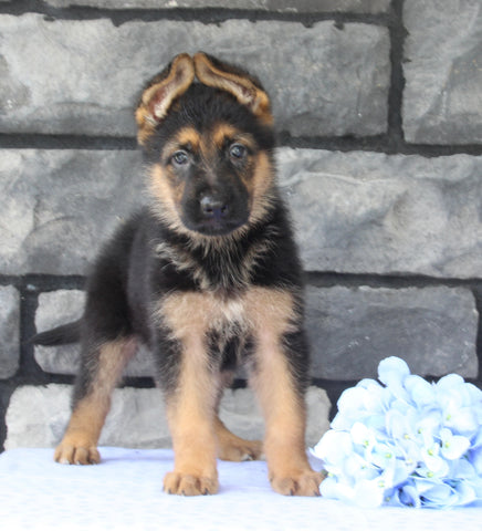 AKC German Shepherd For Sale Millersburg OH Male-Bradley