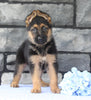 AKC German Shepherd For Sale Millersburg OH Male-Bradley