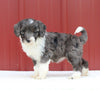Mini Aussiedoodle For Sale Holmesville OH Female-Mayla
