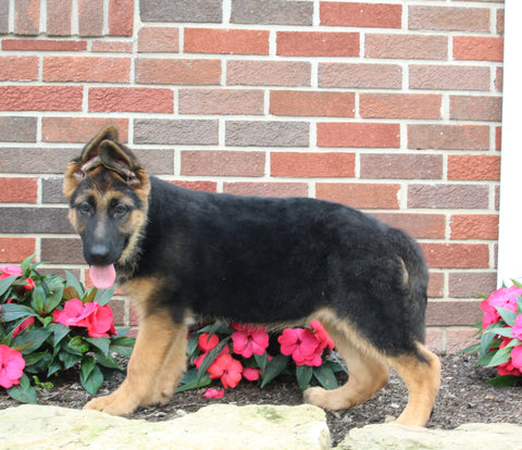 AKC German Shepherd For Sale Millersburg. OH Female-Bonnie