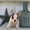 Frenchton For Sale Millersburg OH Male-Bentley