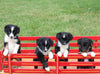 Border Collie/ Australian Shepherd Mix Litter For Sale Millersburg OH