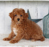 Cavapoo For Sale Millersburg OH Male-Hunter