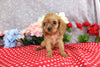 AKC Registered Cavalier KCS For Sale Wooster OH Female-Tina