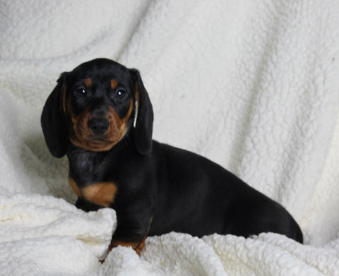 ACA Registered Dachshund For Sale Fredericksburg OH Male-Norman