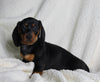 ACA Registered Dachshund For Sale Fredericksburg OH Male-Norman
