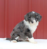 Mini Aussiedoodle For Sale Holmesville OH Female-Mayla
