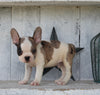 Frenchton For Sale Millersburg OH Male-Bentley