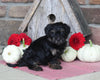 Yorkipoo For Sale Millersburg OH Male-Manny