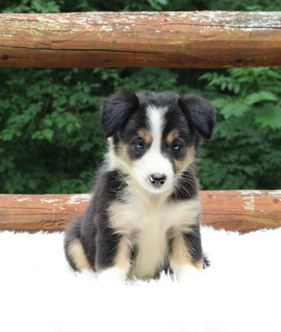 ABCA Registered Border Collie For Sale Warsaw OH Female-Lexy