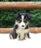 ABCA Registered Border Collie For Sale Warsaw OH Female-Lexy