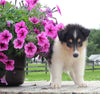 Collie Lassie For Sale Fredericksburg OH Male-Manuel
