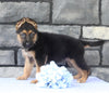 AKC German Shepherd For Sale Millersburg OH Male-Bradley