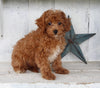 Cavapoo For Sale Millersburg OH Male-Hunter