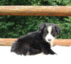 ABCA Registered Border Collie For Sale Warsaw OH Male-Buddy