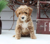 Mini Goldendoodle For Sale Sugarcreek OH Female-Leala