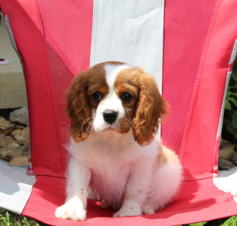 AKC Registered Cavalier KCS For Sale Millersburg OH Male-Buddy
