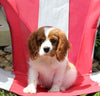 AKC Registered Cavalier KCS For Sale Millersburg OH Male-Buddy