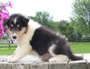 Collie Lassie For Sale Fredericksburg OH Male-Manuel