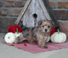 Yorkiepoo For Sale Millersburg OH Female-Mia
