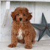 Cavapoo For Sale Millersburg OH Male-Hunter