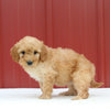 Mini Aussiedoodle For Sale Holmesville OH Female-Maple