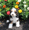 Mini Bernedoodle For Sale Millersburg OH Female-Paige