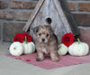 Yorkiepoo For Sale Millersburg OH Female-Mia