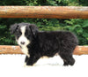 ABCA Registered Border Collie For Sale Warsaw OH Male-Buddy