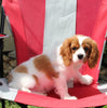 AKC Registered Cavalier KCS For Sale Millersburg OH Male-Buddy