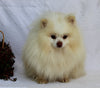 ACA Pomeranian For Sale Millersburg OH Male-Bobby