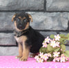 AKC German Shepherd For Sale Millersburg OH Female-Buttercup