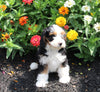 Mini Bernedoodle For Sale Millersburg OH Female-Paige