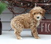 Mini Goldendoodle For Sale Sugarcreek OH Female-Leala