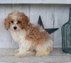 Cavapoo For Sale Millersburg OH Male-Howie