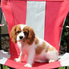 AKC Registered Cavalier KCS For Sale Millersburg OH Male-Buddy