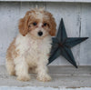 Cavapoo For Sale Millersburg OH Male-Howie