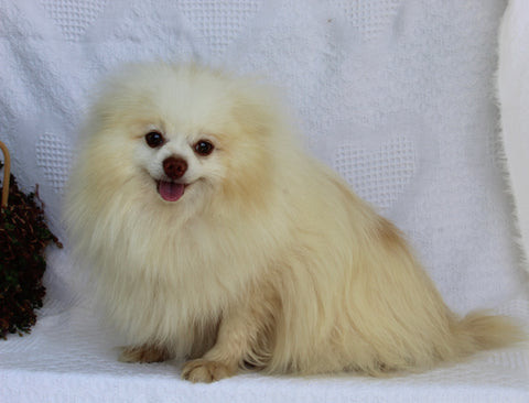 ACA Pomeranian For Sale Millersburg OH Male-Bobby