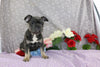 AKC Registered French Bulldog For Sale Wooster OH Male-Vance