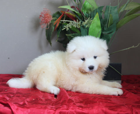 AKC Registered Samoyed For Sale Danville OH Female-Abby
