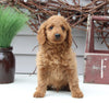 Mini Goldendoodle For Sale Sugarcreek OH Male-Linus