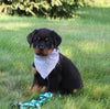 AKC Registered Rottweiler For Sale Sugarcreek OH Male-Bruno